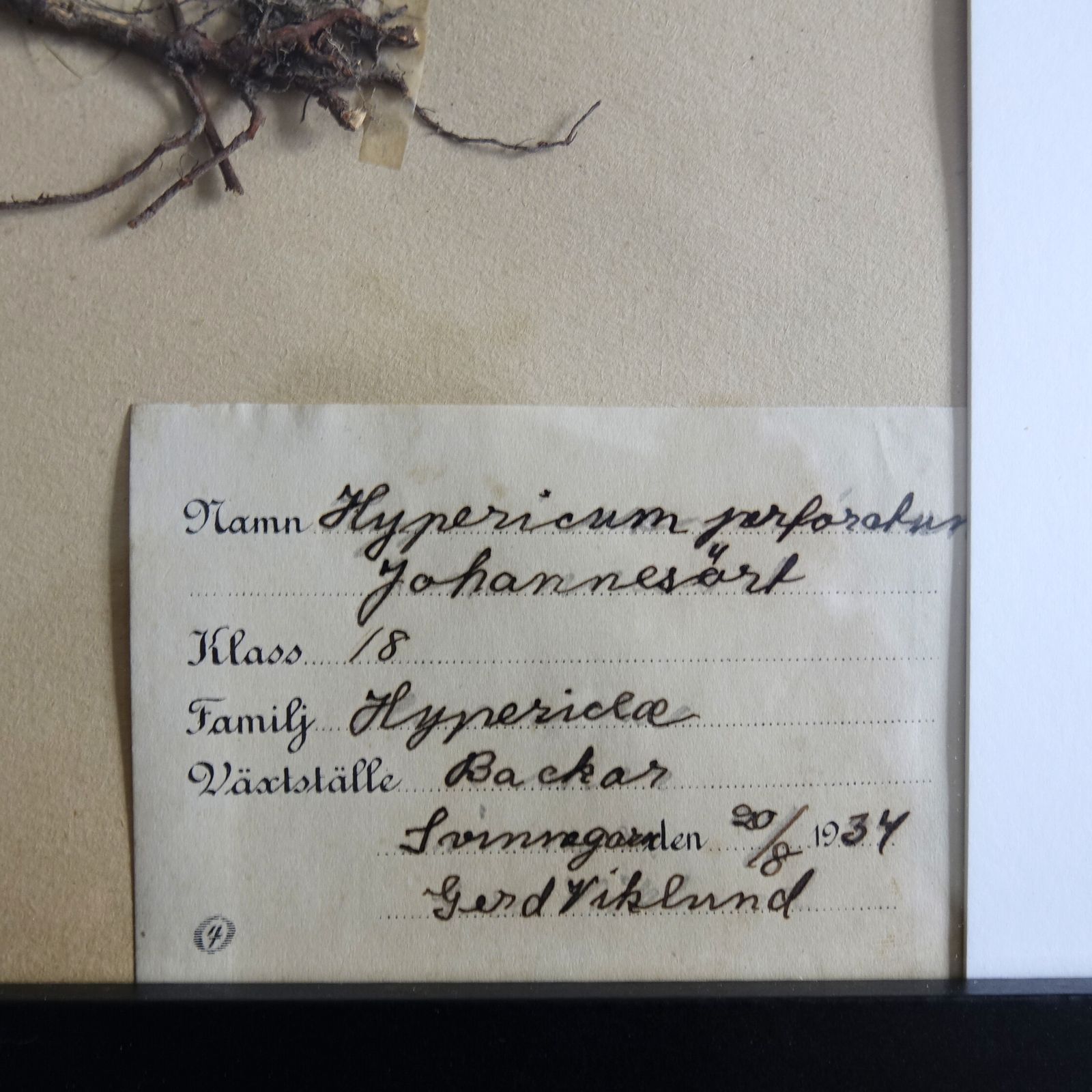 Antique Framed Herbariums. Attributed With Date, Botanist And Location. Sweden photo furniture