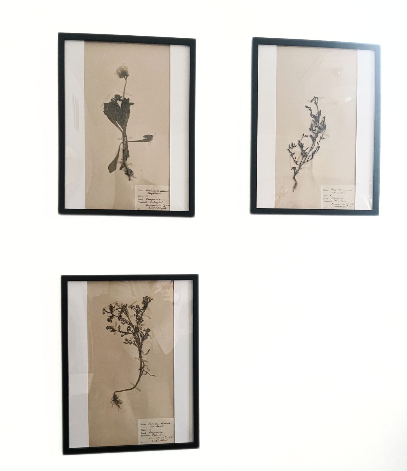 Antique Framed Herbariums. Attributed With Date, Botanist And Location In Sweden photo 104.0