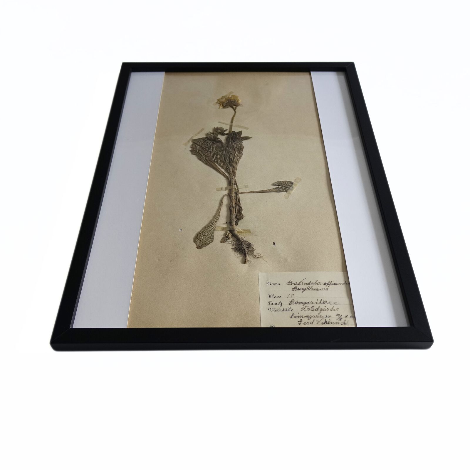 Antique Framed Herbariums. Attributed With Date, Botanist And Location In Sweden photo buy