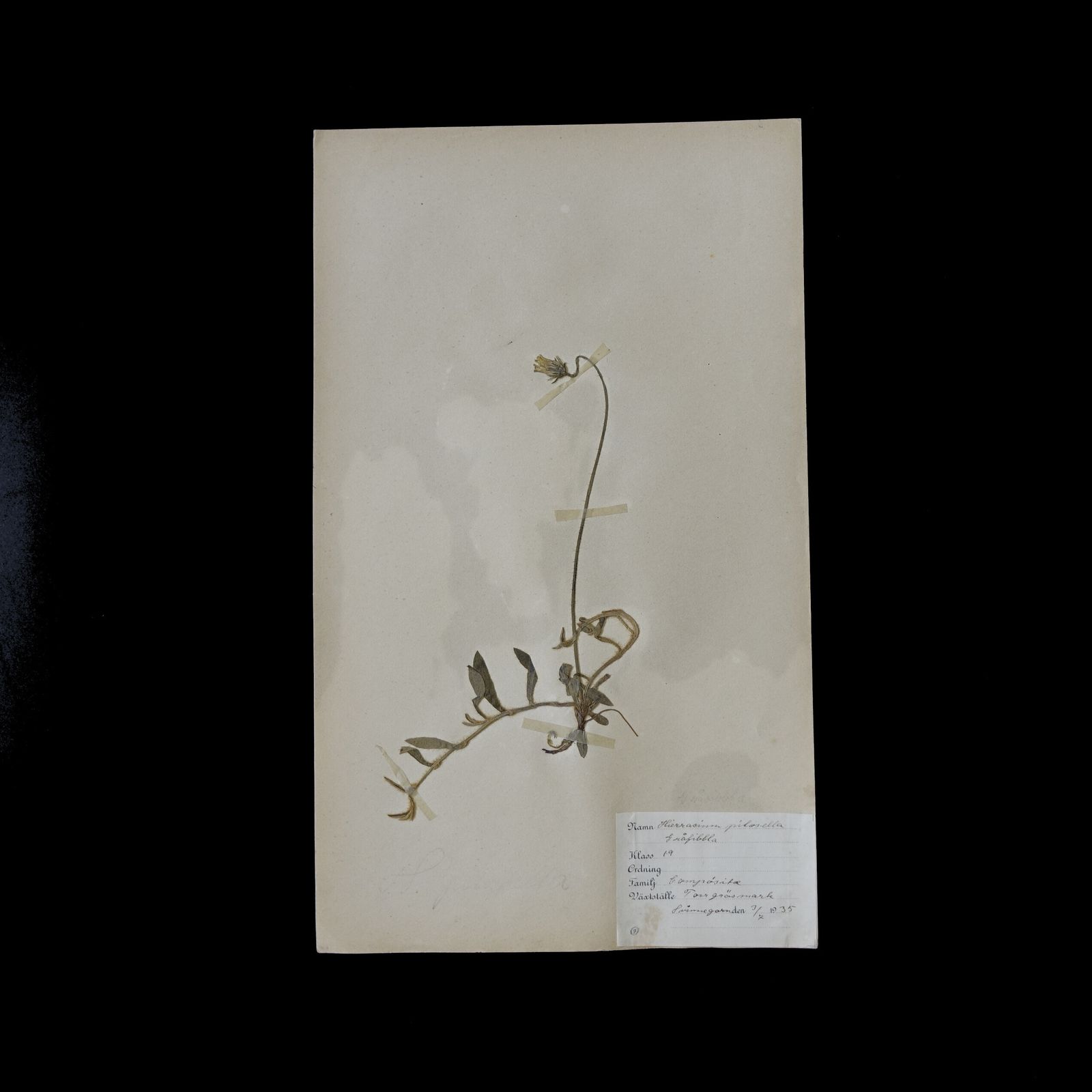 Antique Framed Herbariums. Attributed With Date, Botanist And Location In Sweden photo for sale