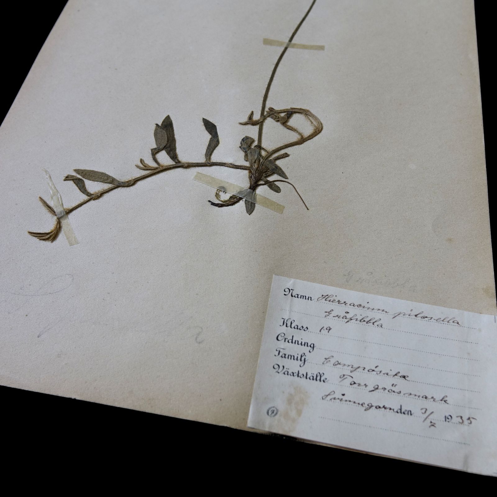 Antique Framed Herbariums. Attributed With Date, Botanist And Location In Sweden photo 104.0