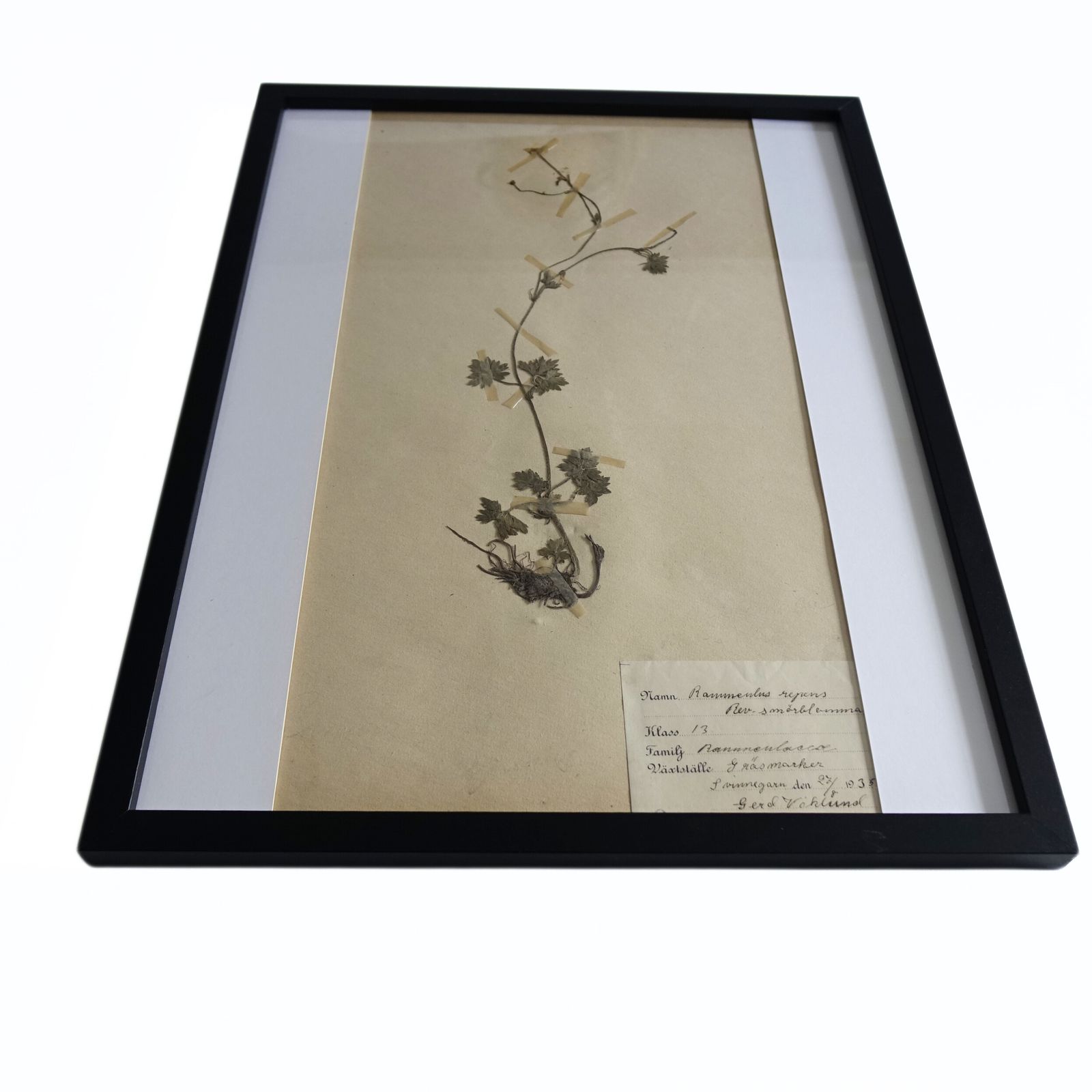 Antique Framed Herbariums. Attributed With Date, Botanist And Location In Sweden photo 104.0