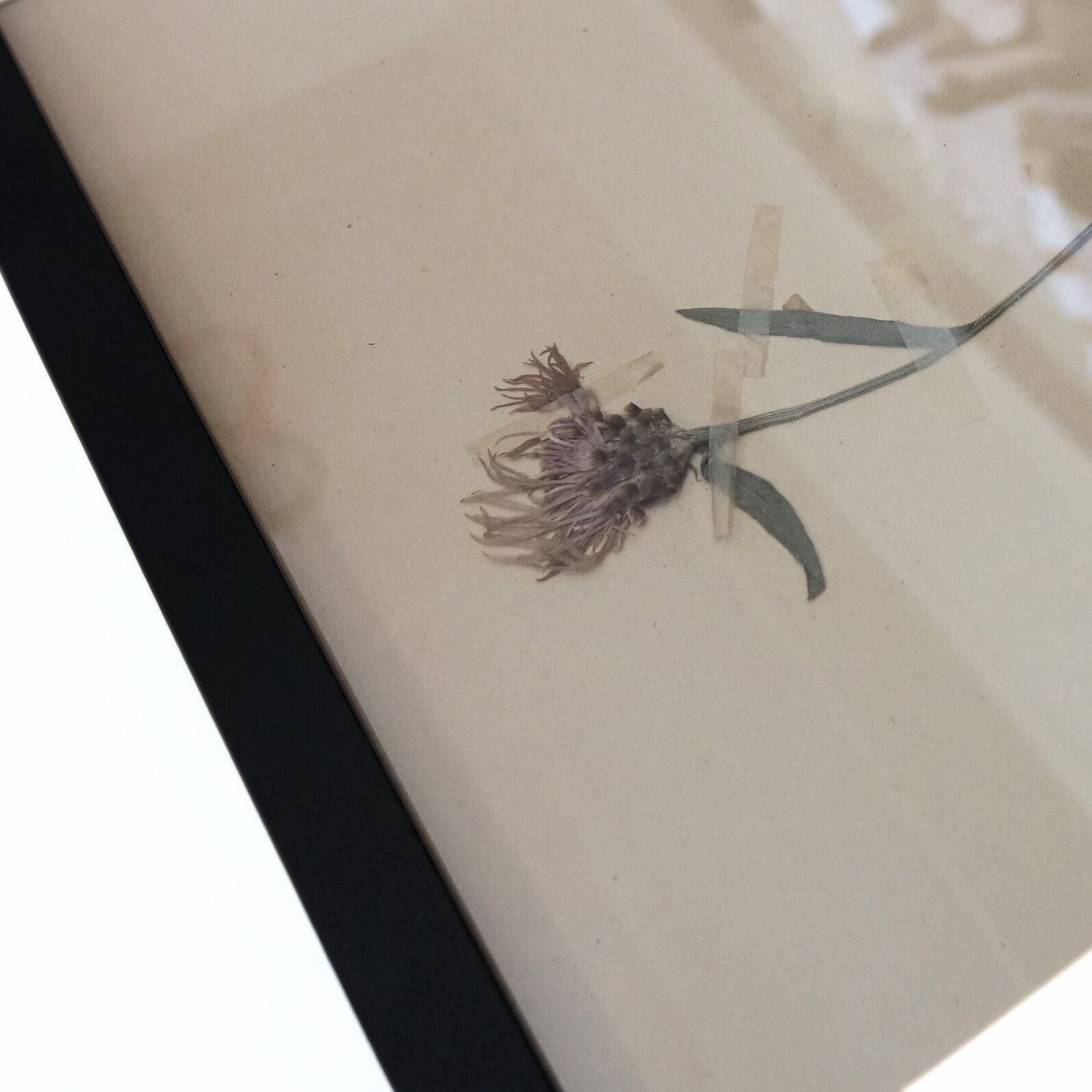 Antique Framed Herbariums. Attributed With Date, Botanist And Location In Sweden photo vinterior