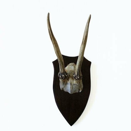 Vintage Genuine Roe Deer Horn On Wood Plate From Sweden. Small photo furniture