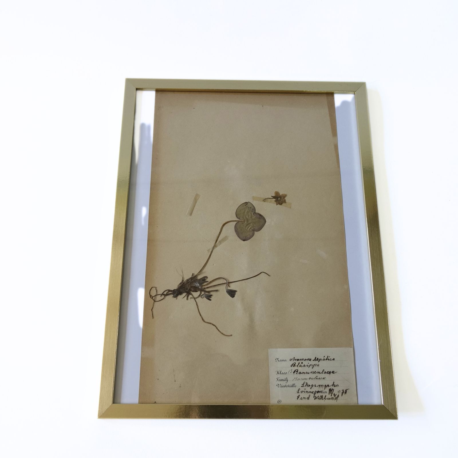 Antique Herbarium. Framed. Different Floral Species Picked In Sweden 1890 1950s photo 152.0