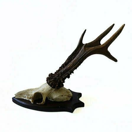 Vintage Genuine Roe Deer Horn On Wood Plate From Sweden. Large photo furniture