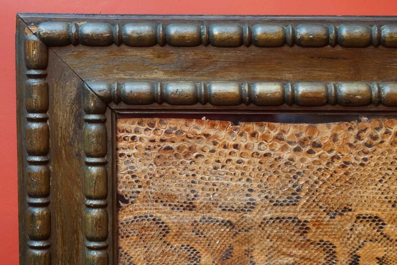 A Framed Section Of Snakeskin, 1856 photo 350.0