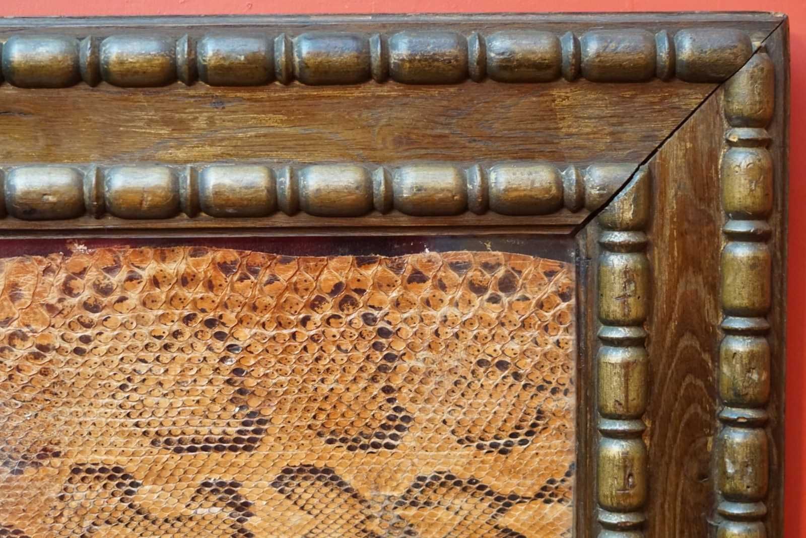 photo for sale A Framed Section Of Snakeskin, 1856
