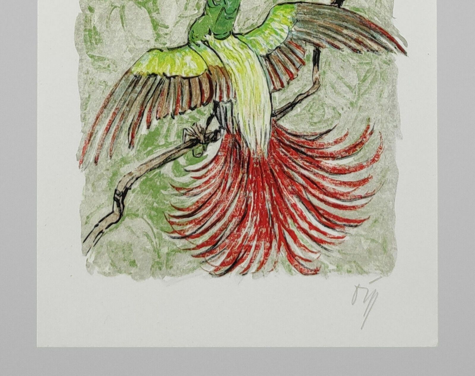 A.W. Diggelmann – Colourful Birds Of Paradise Lithograph Print   Signed 1970s photo for sale