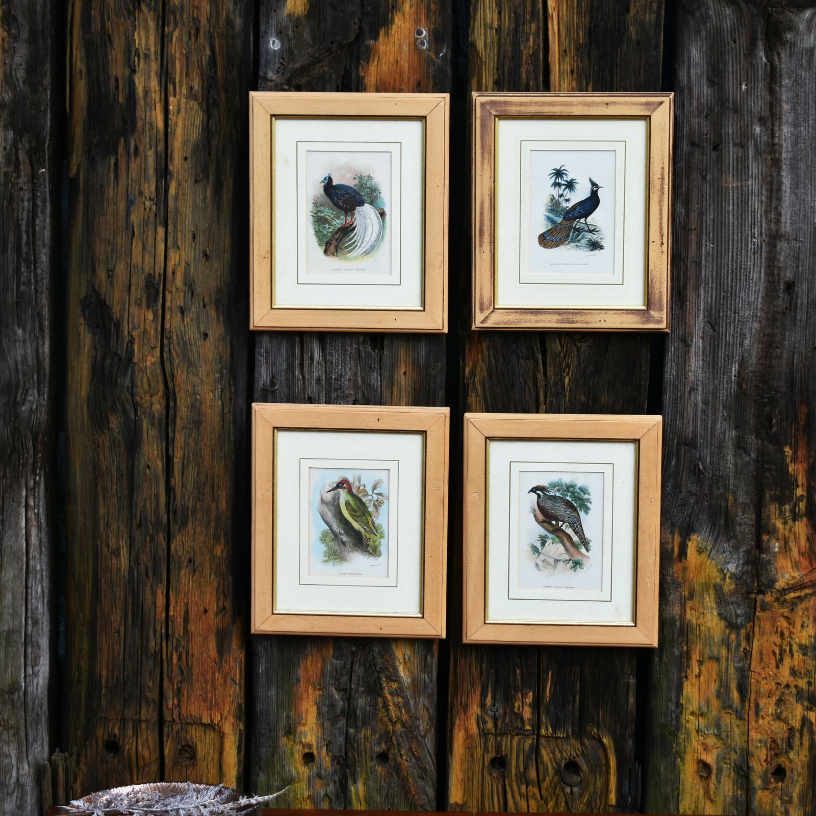 Antique Wyman & Sons Pheasant Birds Hand Tinted Book Plate Prints Set Of Four