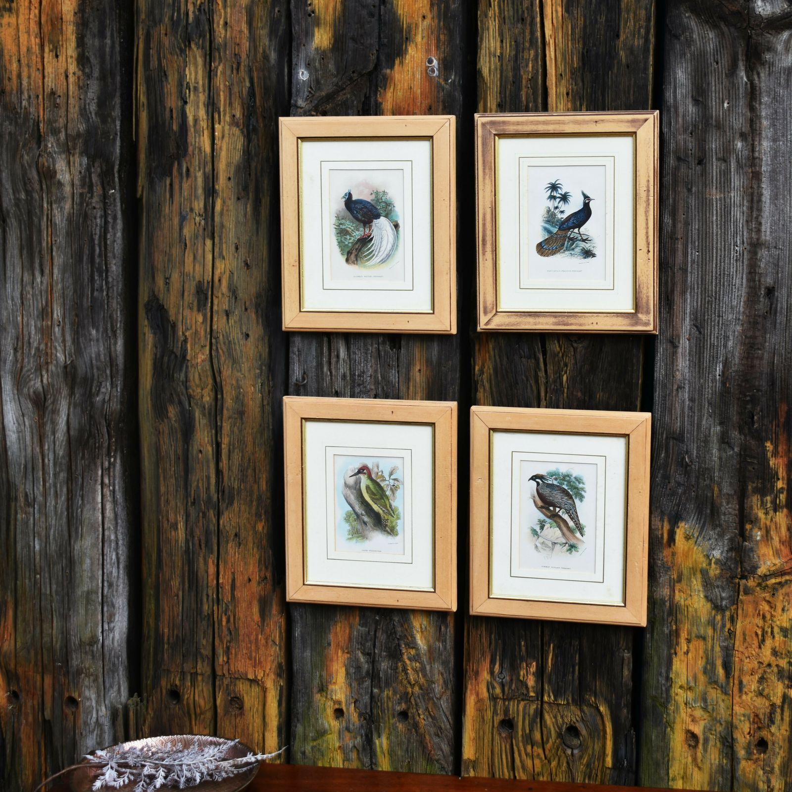 Antique Wyman & Sons Pheasant Birds Hand Tinted Book Plate Prints Set Of Four photo vinterior
