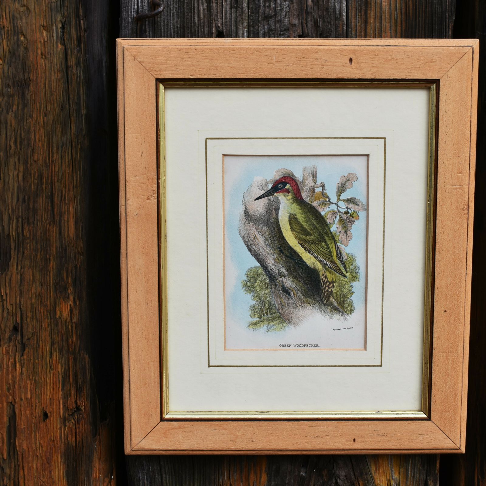 Antique Wyman & Sons Pheasant Birds Hand Tinted Book Plate Prints Set Of Four photo buy