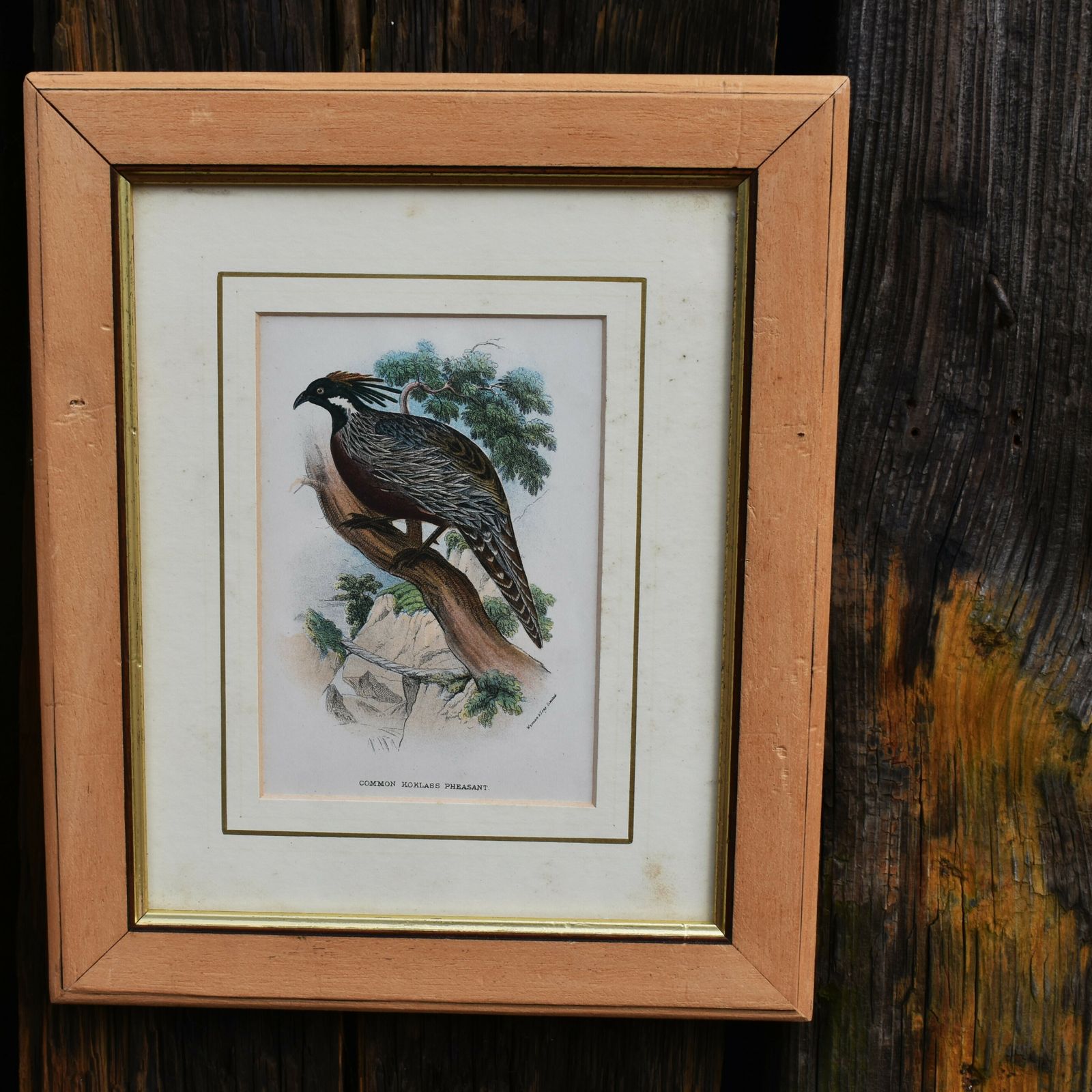 photo for sale Antique Wyman & Sons Pheasant Birds Hand Tinted Book Plate Prints Set Of Four