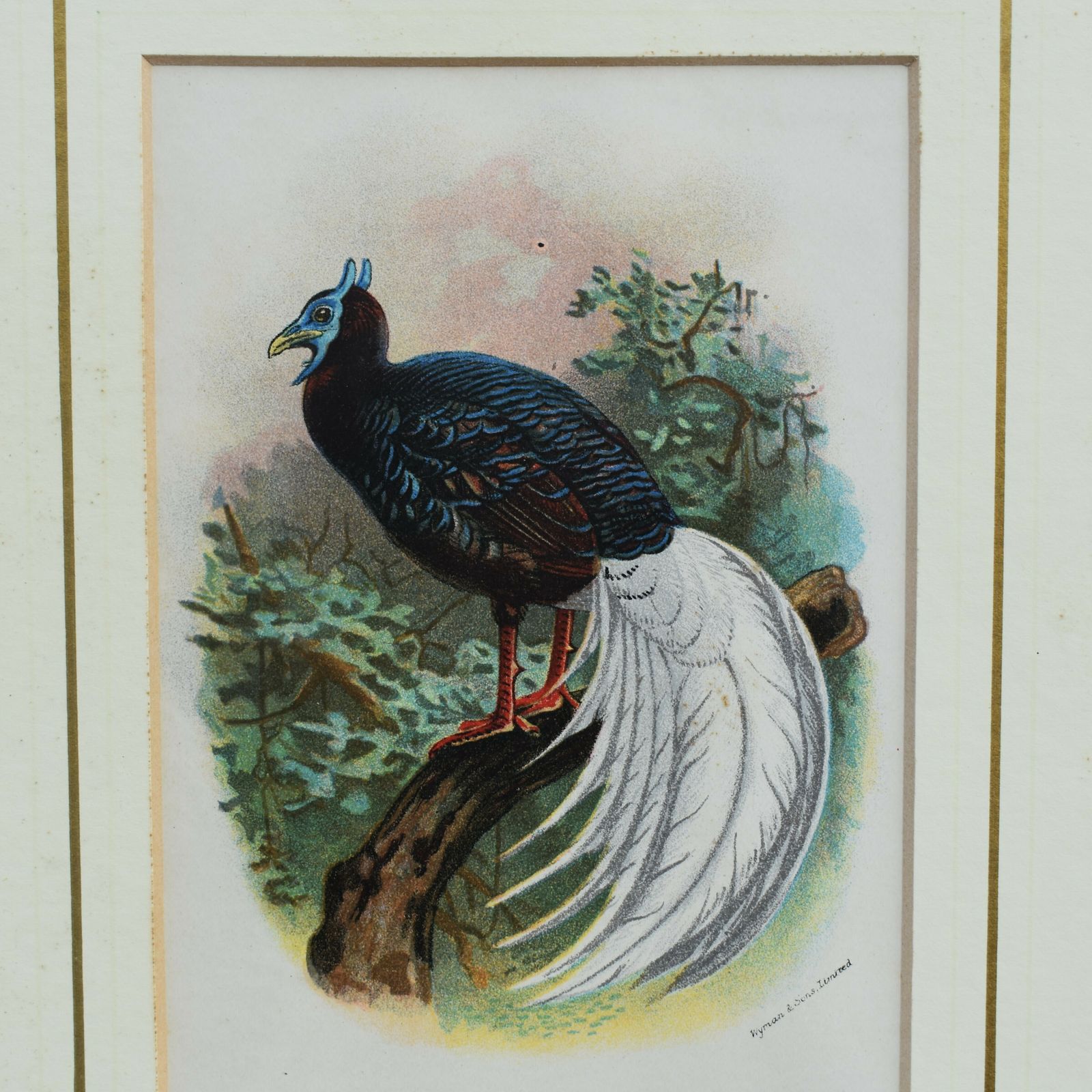 Art Antique Wyman & Sons Pheasant Birds Hand Tinted Book Plate Prints Set Of Four photo