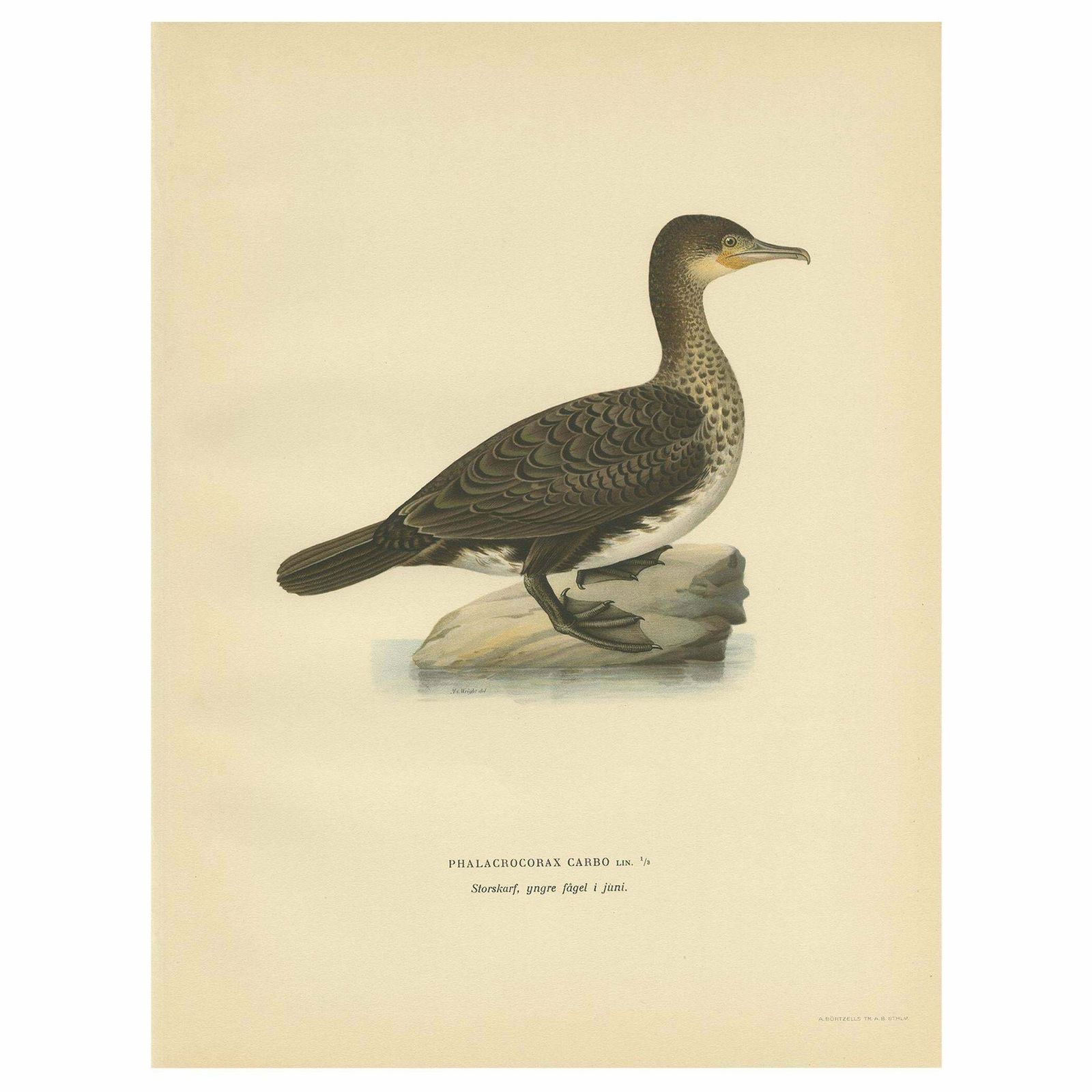 Antique Bird Print Of A Young Great Cormorant By Von Wright, 1929