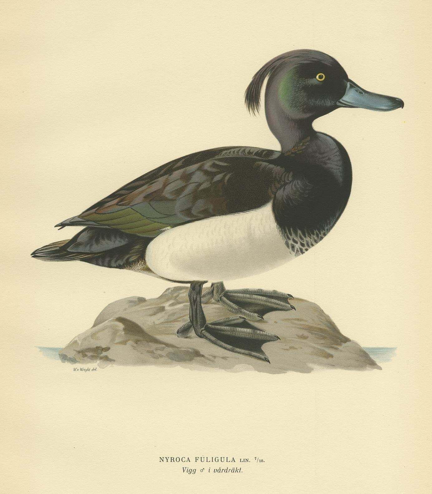 Antique Bird Print Of The Tufted Duck By Von Wright, 1929 photo Art