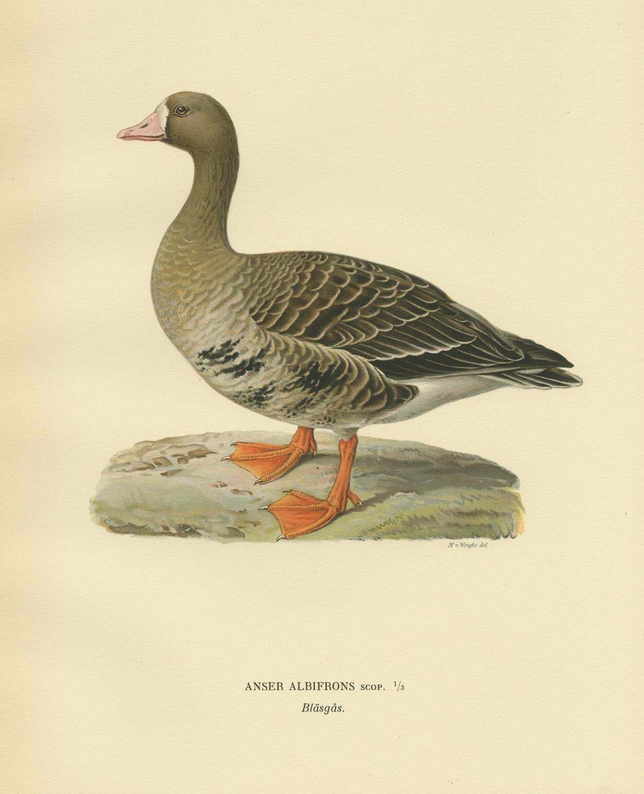 Antique Bird Print Of The White Fronted Goose By Von Wright '1929' photo for sale