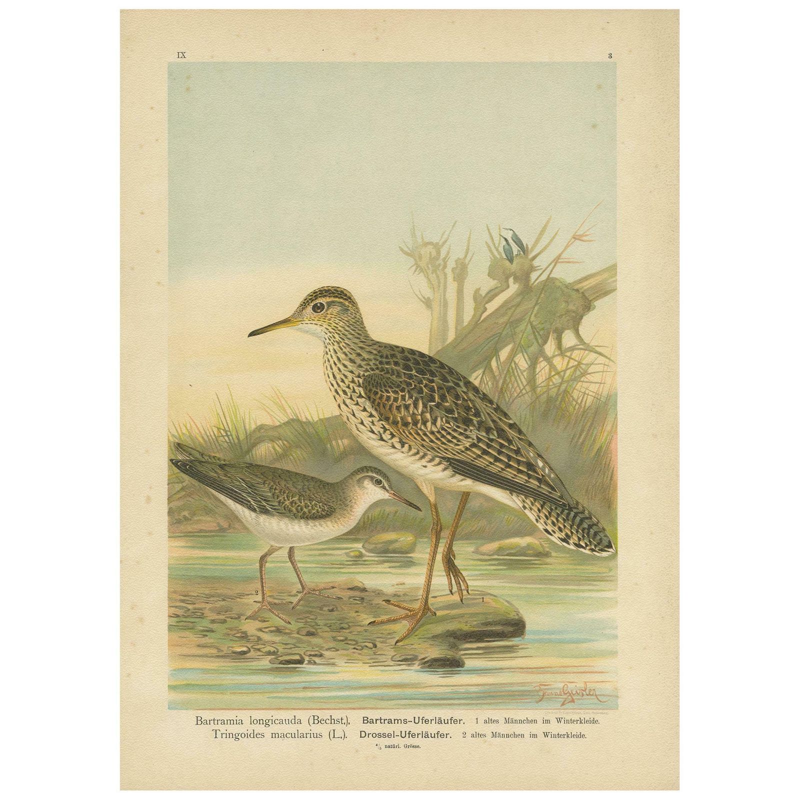 Antique Bird Print Of The Upland And Spotted Sandpiper By Naumann, Circa 1895 photo furniture