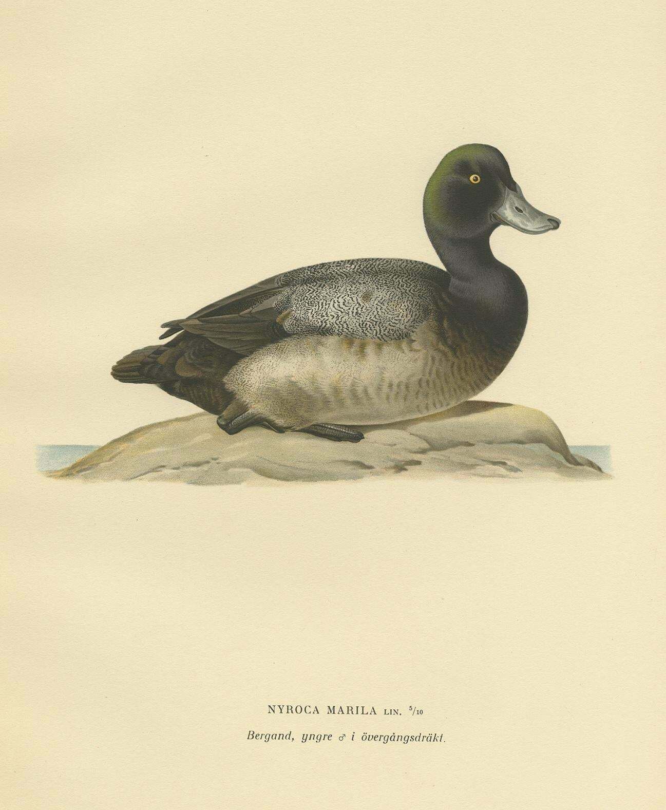 Antique Bird Print Of A Young Greater Scaup By Von Wright, 1929 photo furniture