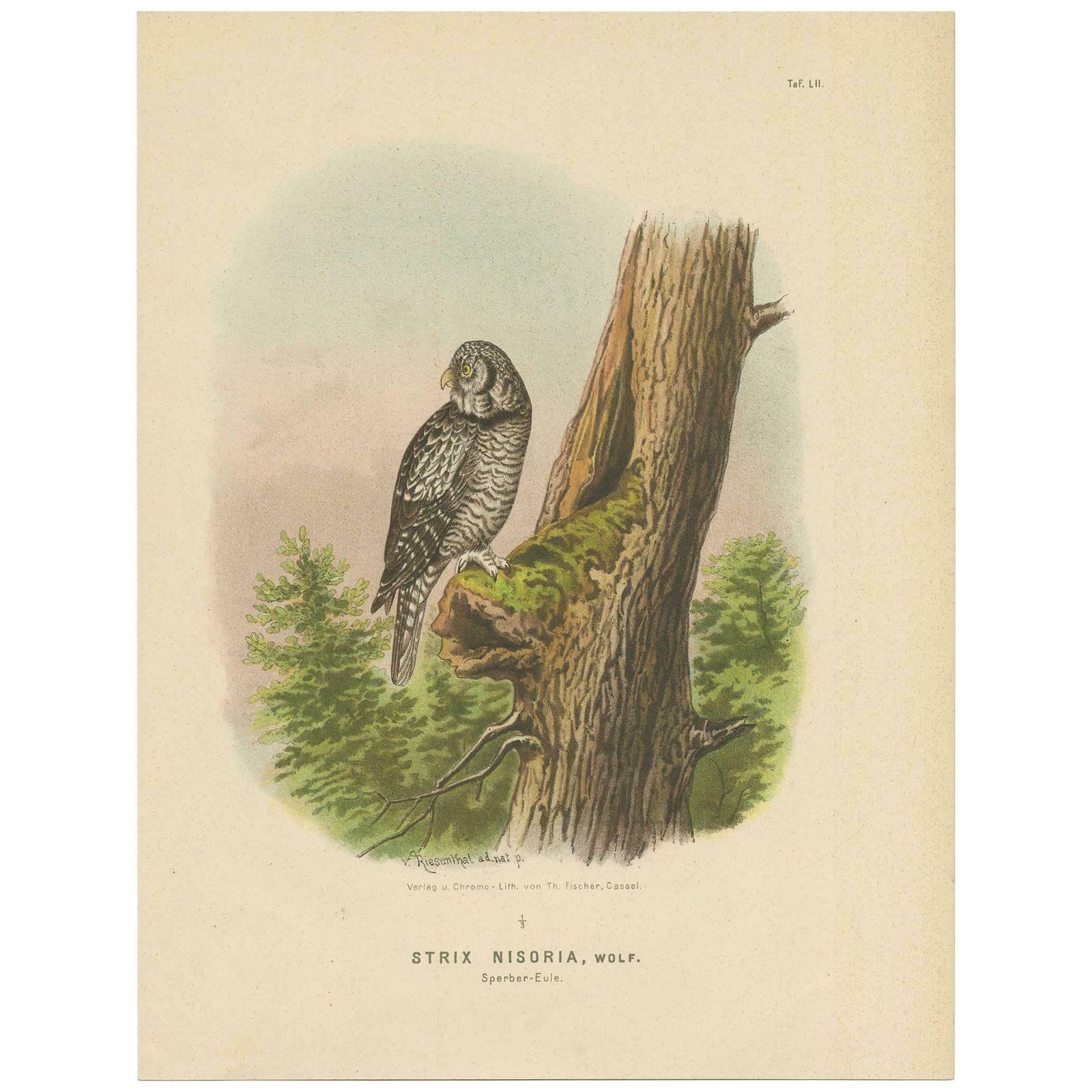 Raptor Chronicles: Antique Ornithological Print Of The Northern Hawk Owl, 1894