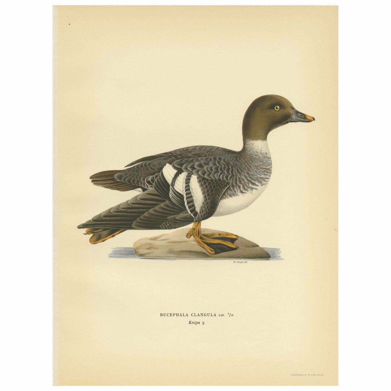 Antique Bird Print Of A Female Common Goldeneye By Von Wright, 1929