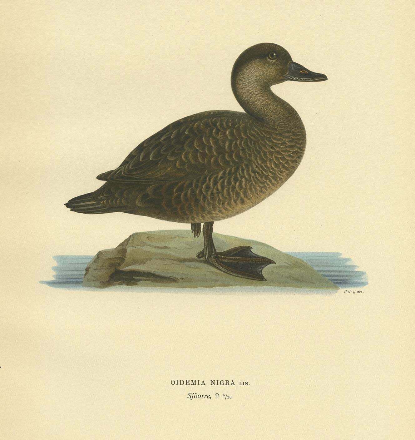 Antique Bird Print Of A Female Black Scoter By Von Wright, 1929 photo for sale