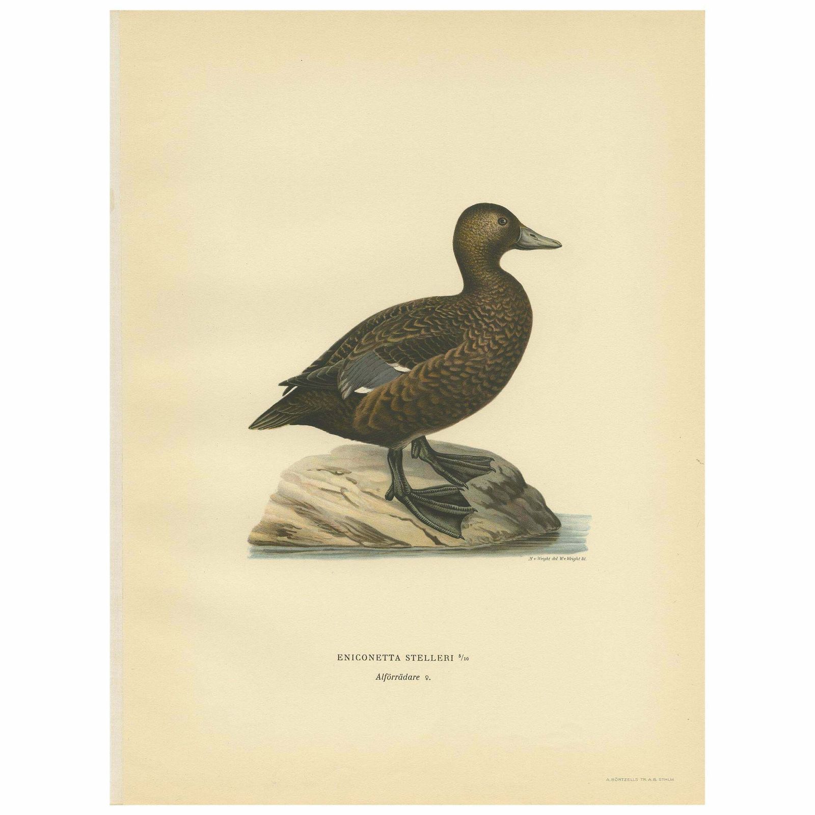 Antique Bird Print Of A Female Steller's Eider By Von Wright, 1929