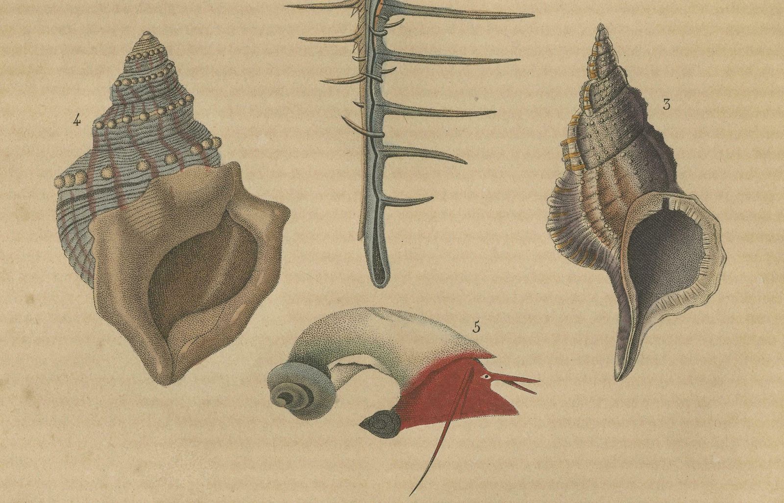 Aquatic Elegance: A 19th Century Portfolio Of Marine Gastropods, 1845 photo Art