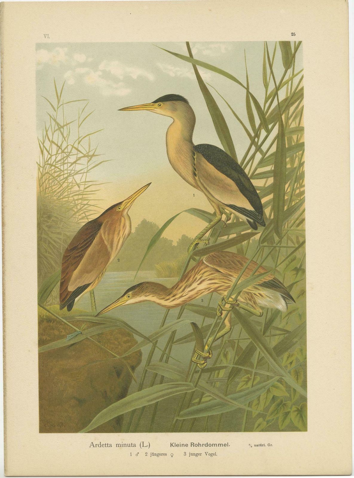 Antique Bird Print Of The Little Bittern By Naumann, Circa 1895 photo furniture