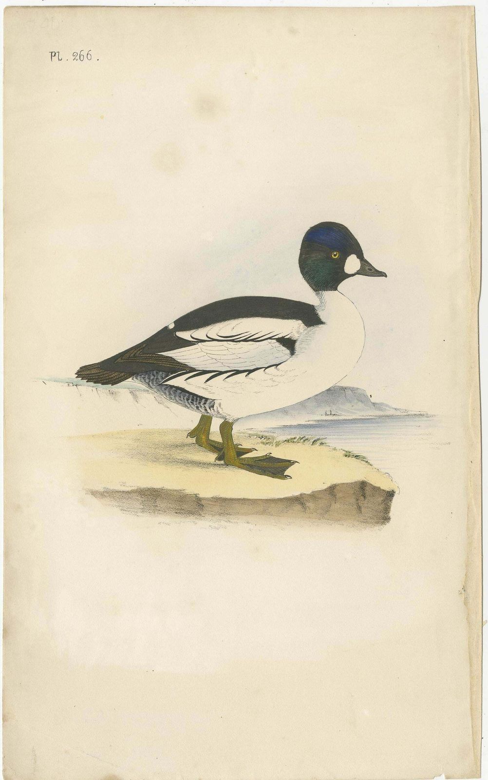 Antique Bird Print Of A Duck, C.1840 photo furniture