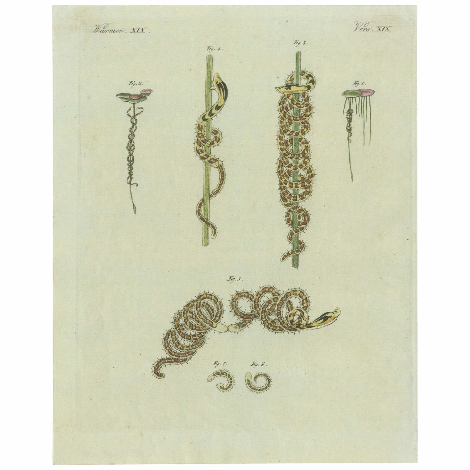 Antique Print Of Various Marine Worms Or Sea Worms