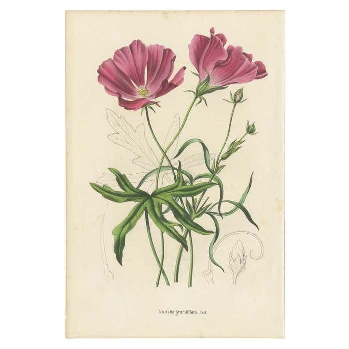 Antique Botany Print Of The Large Flowered Nuttalia 1847