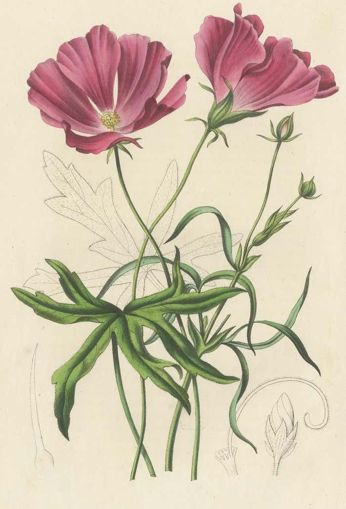 Antique Botany Print Of The Large Flowered Nuttalia 1847 photo for sale