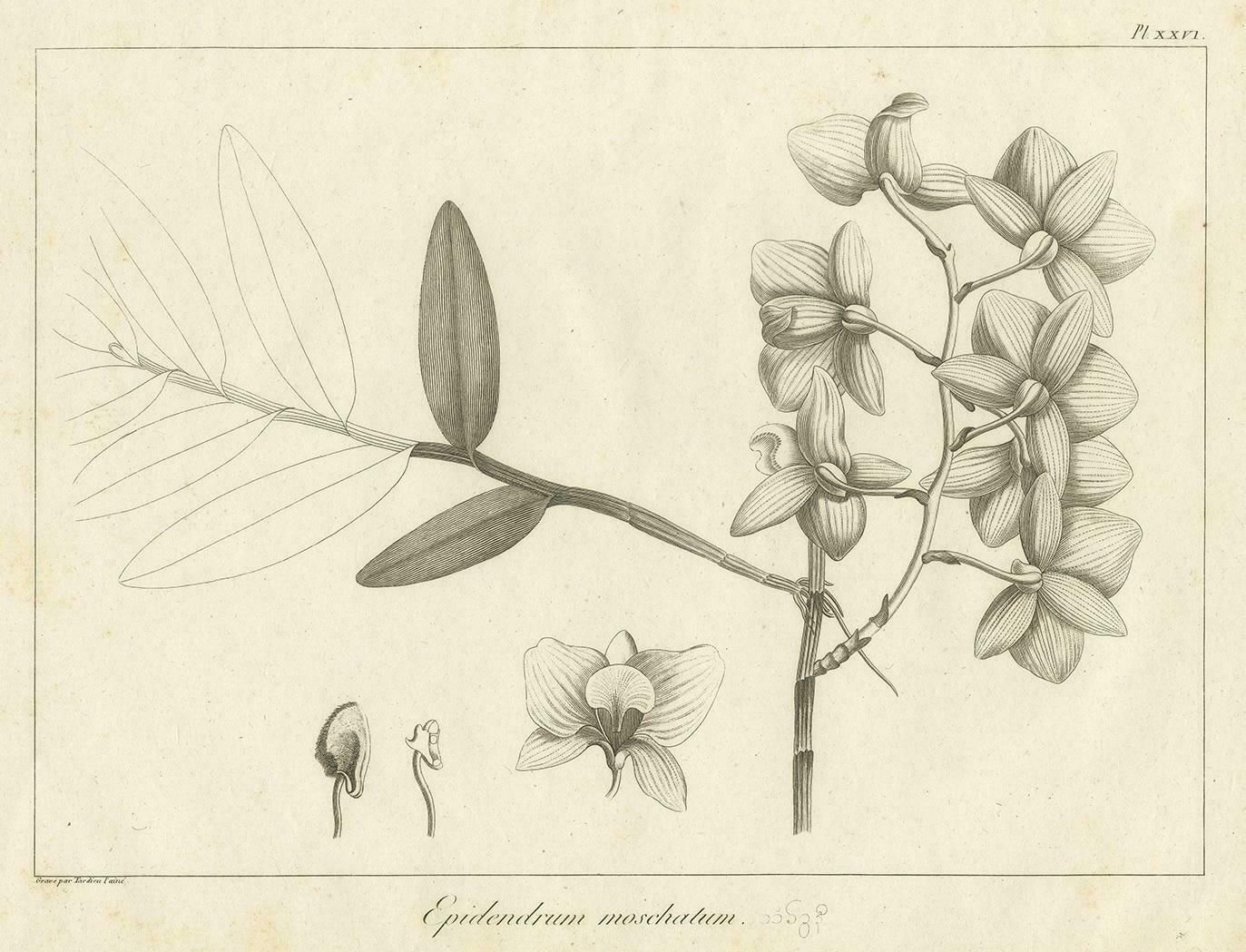 Antique Print Of The Musky Smelling Dendrobium By Symes '1800' photo for sale
