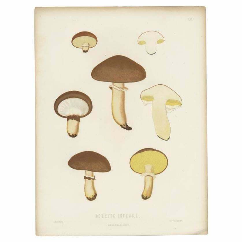 Antique Mycology Print Of The Suillus Luteus, C.1860