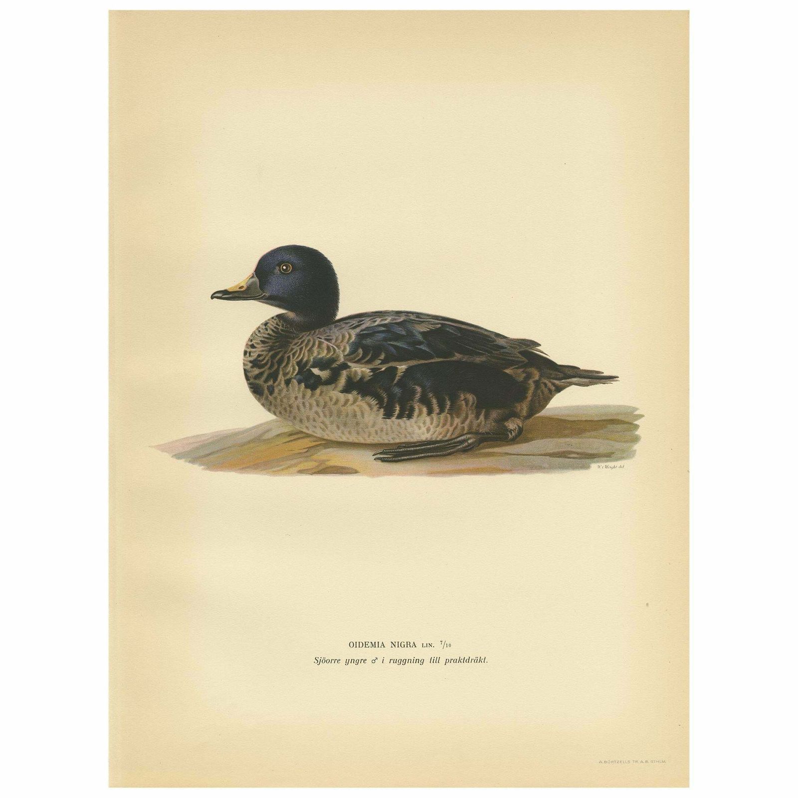 Antique Bird Print Of A Young Black Scoter By Von Wright, 1929