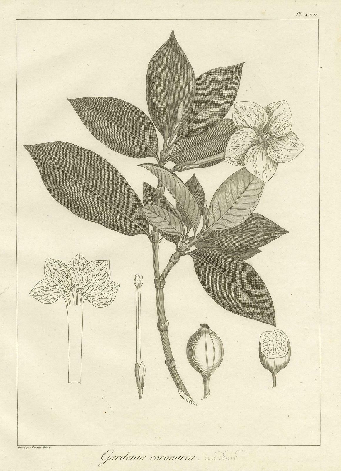 Antique Print Of The Crown Gardenia Plant By Symes, '1800' photo furniture