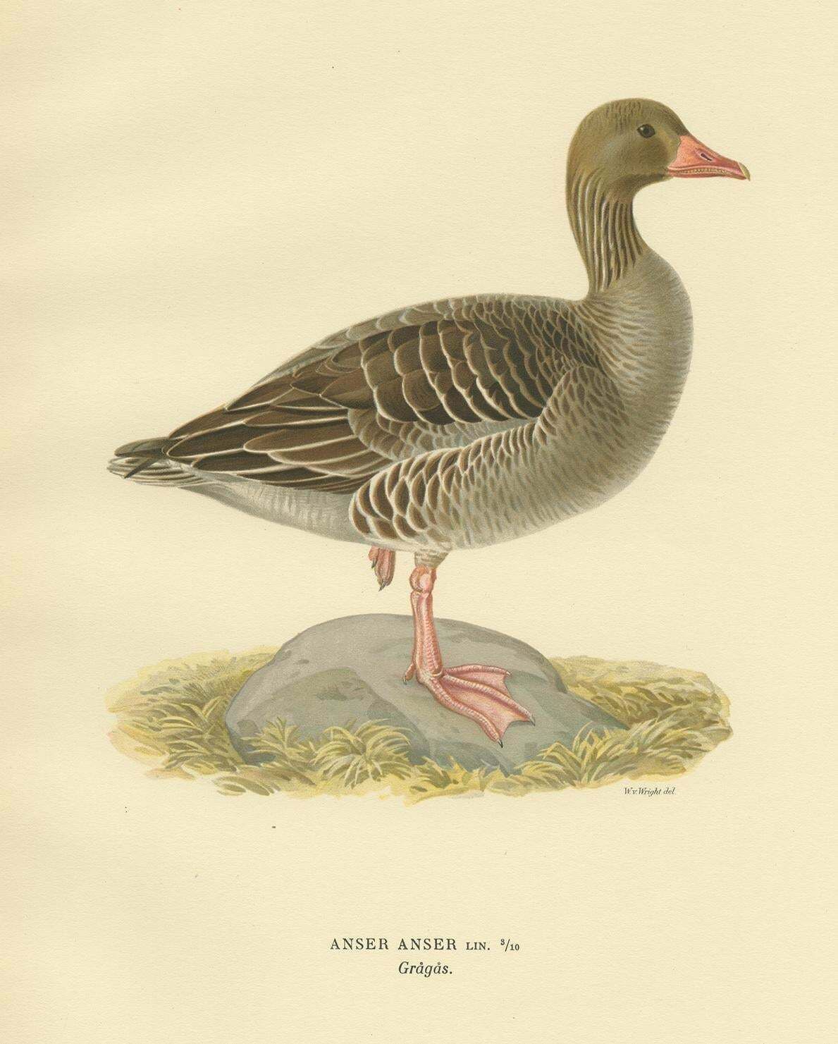 Antique Bird Print Of The Greylag Goose By Von Wright, 1929 photo Art