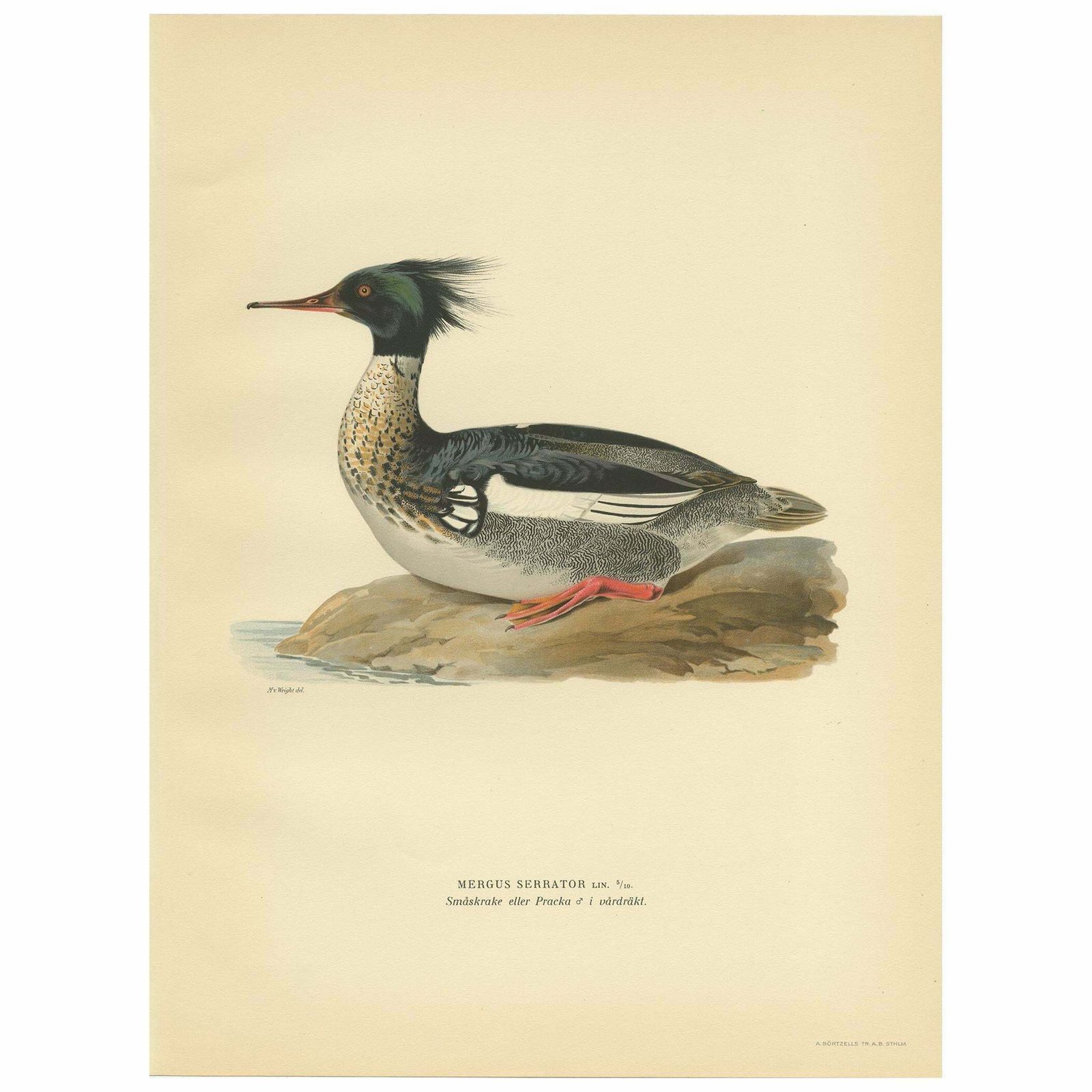 Antique Bird Print Of The Red Breasted Merganser By Von Wright '1929'