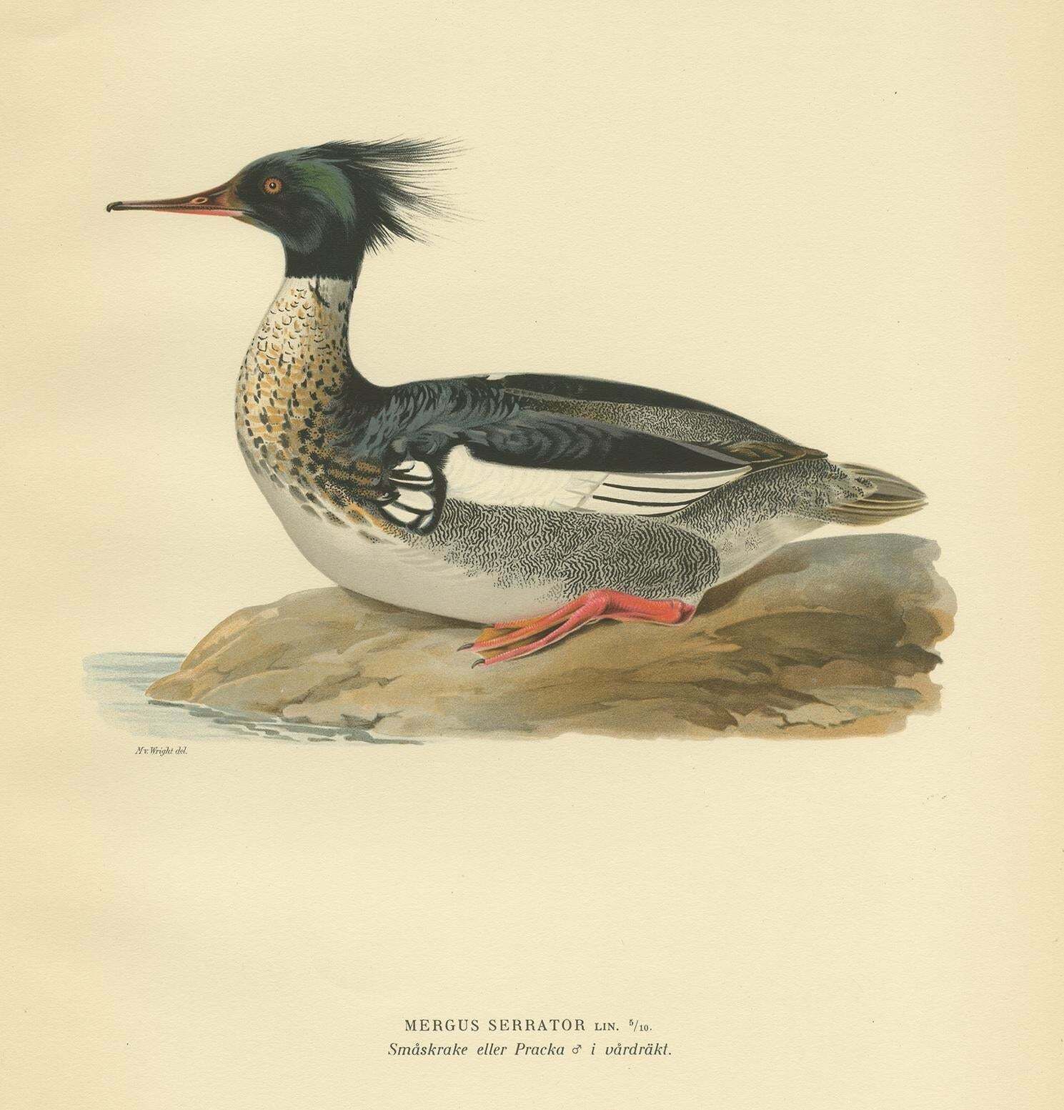 Antique Bird Print Of The Red Breasted Merganser By Von Wright '1929' photo furniture