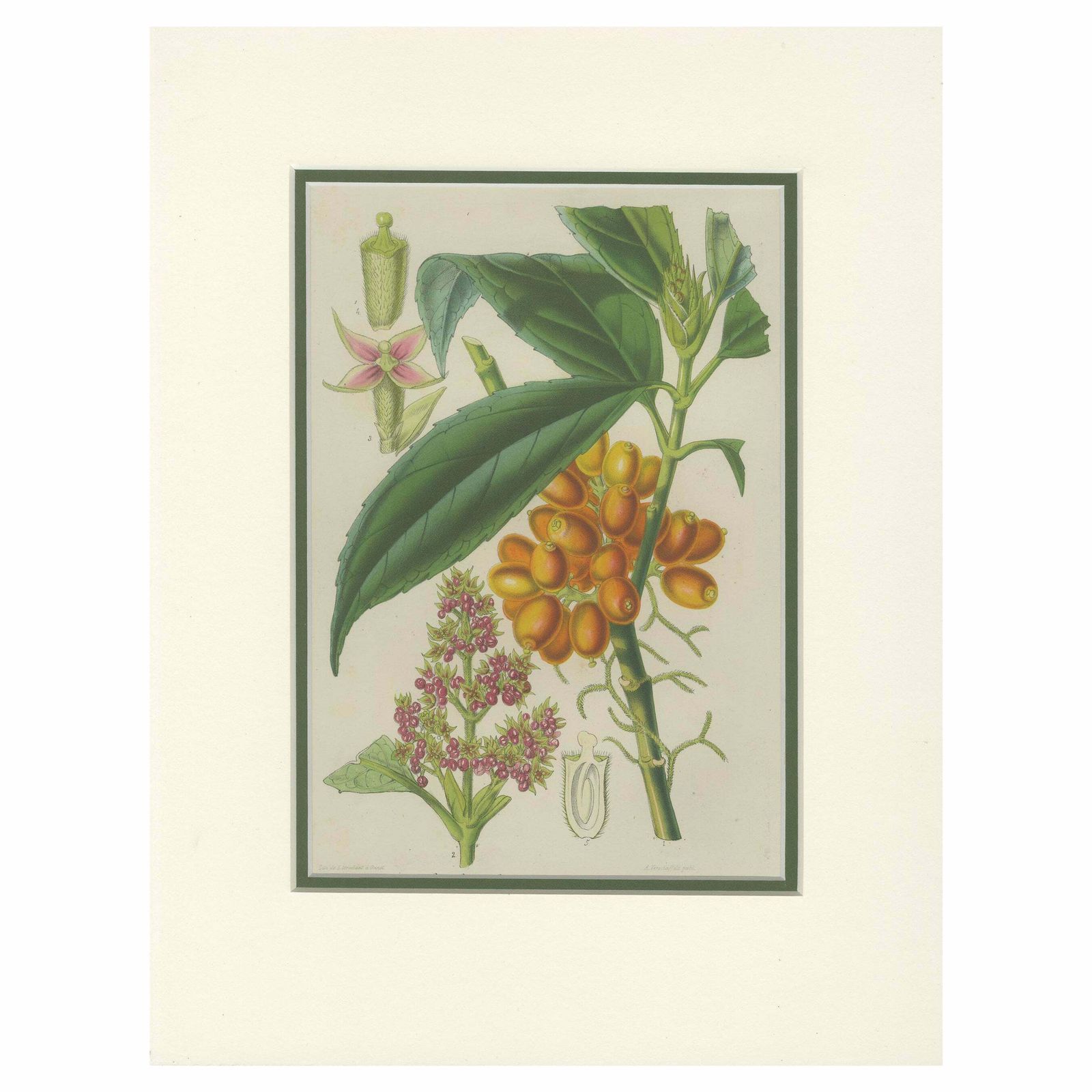 Antique Botany Print Of The Aucuba Himalaica By Stroobant, 1859