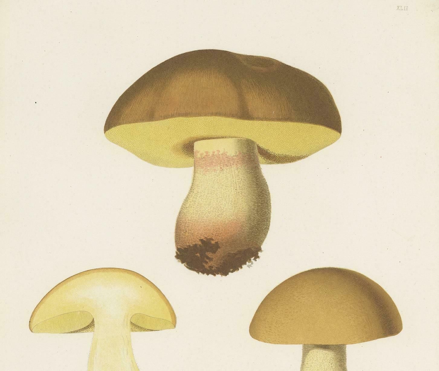 Antique Mycology Print Of Hemileccinum Impolitum By E.M. Fries, Circa 1860 photo for sale