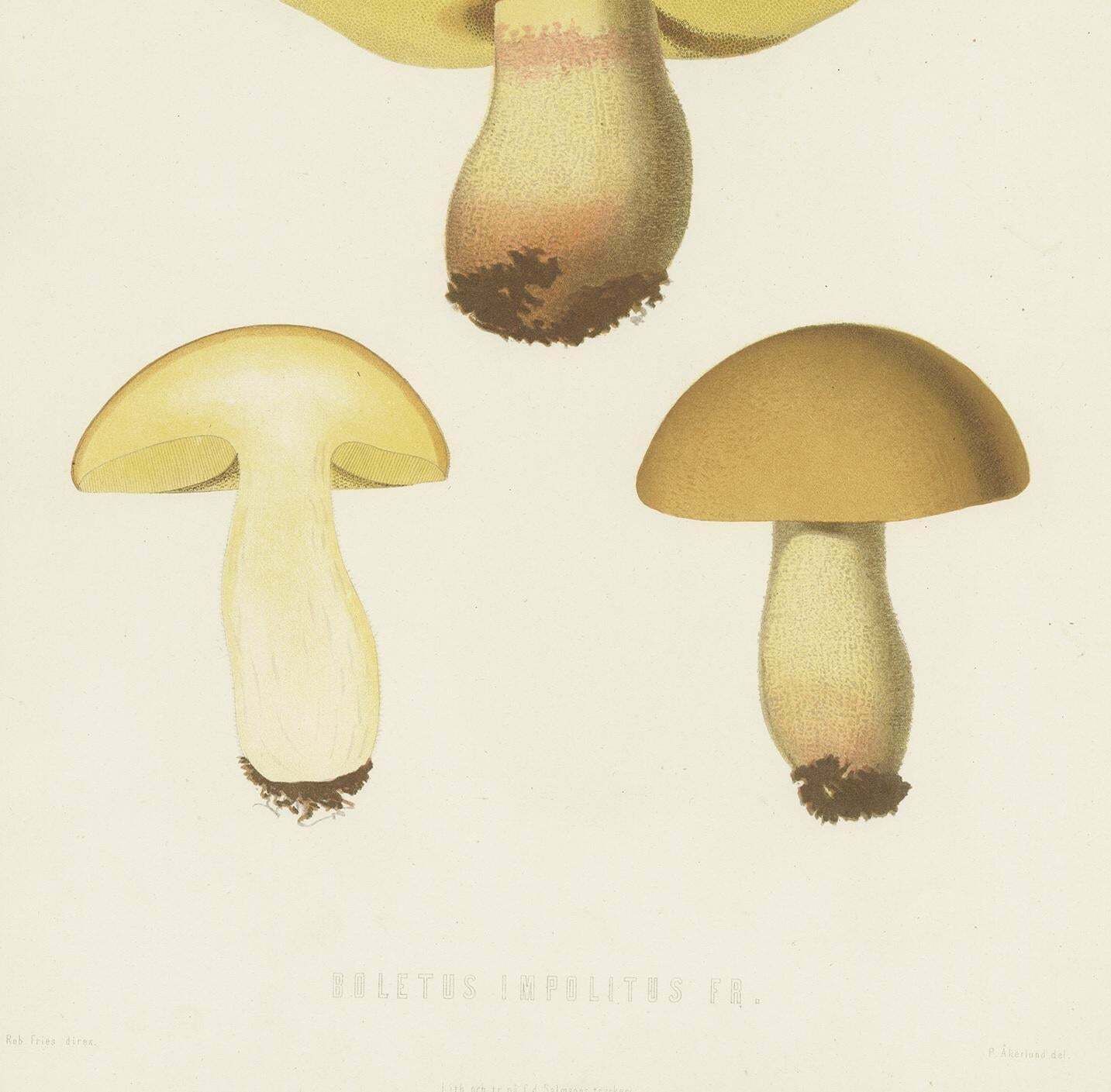 Antique Mycology Print Of Hemileccinum Impolitum By E.M. Fries, Circa 1860 photo Art