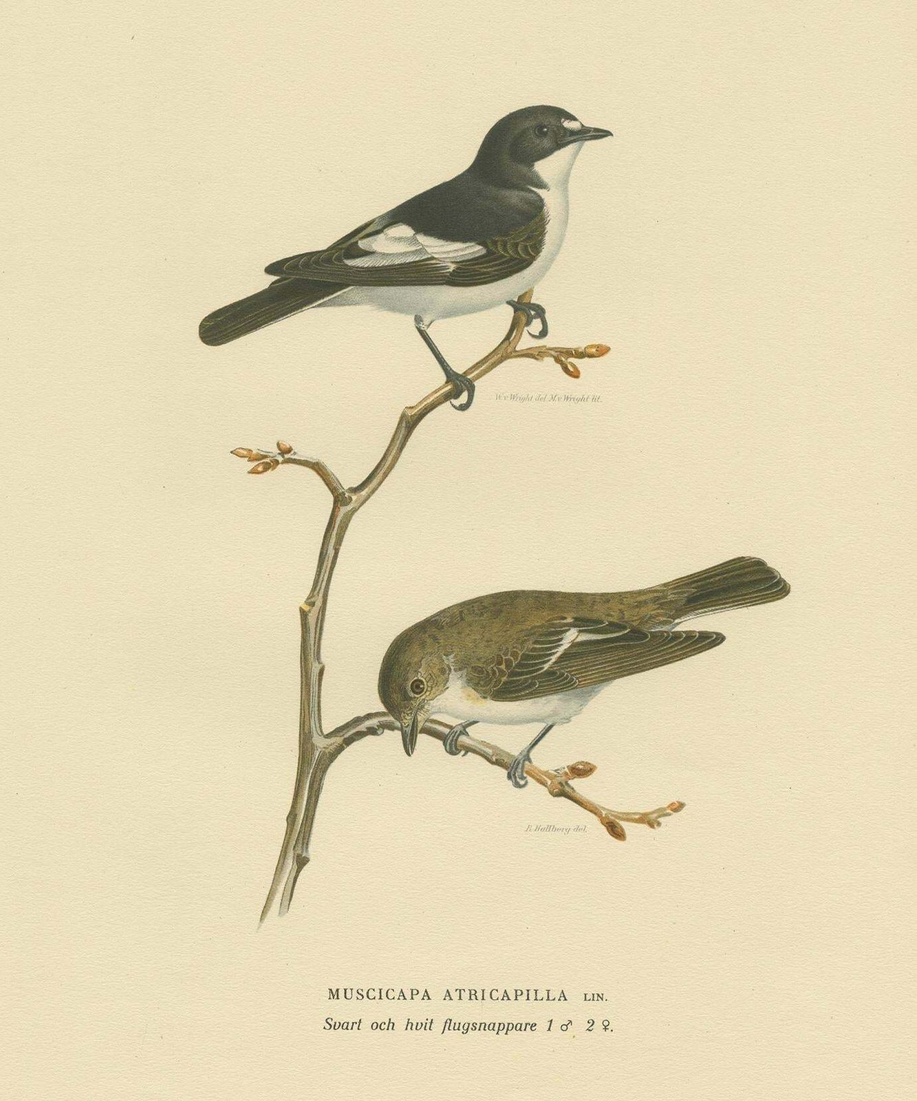 Antique Bird Print Of The Pied Flycatcher By Von Wright '1927' photo Art