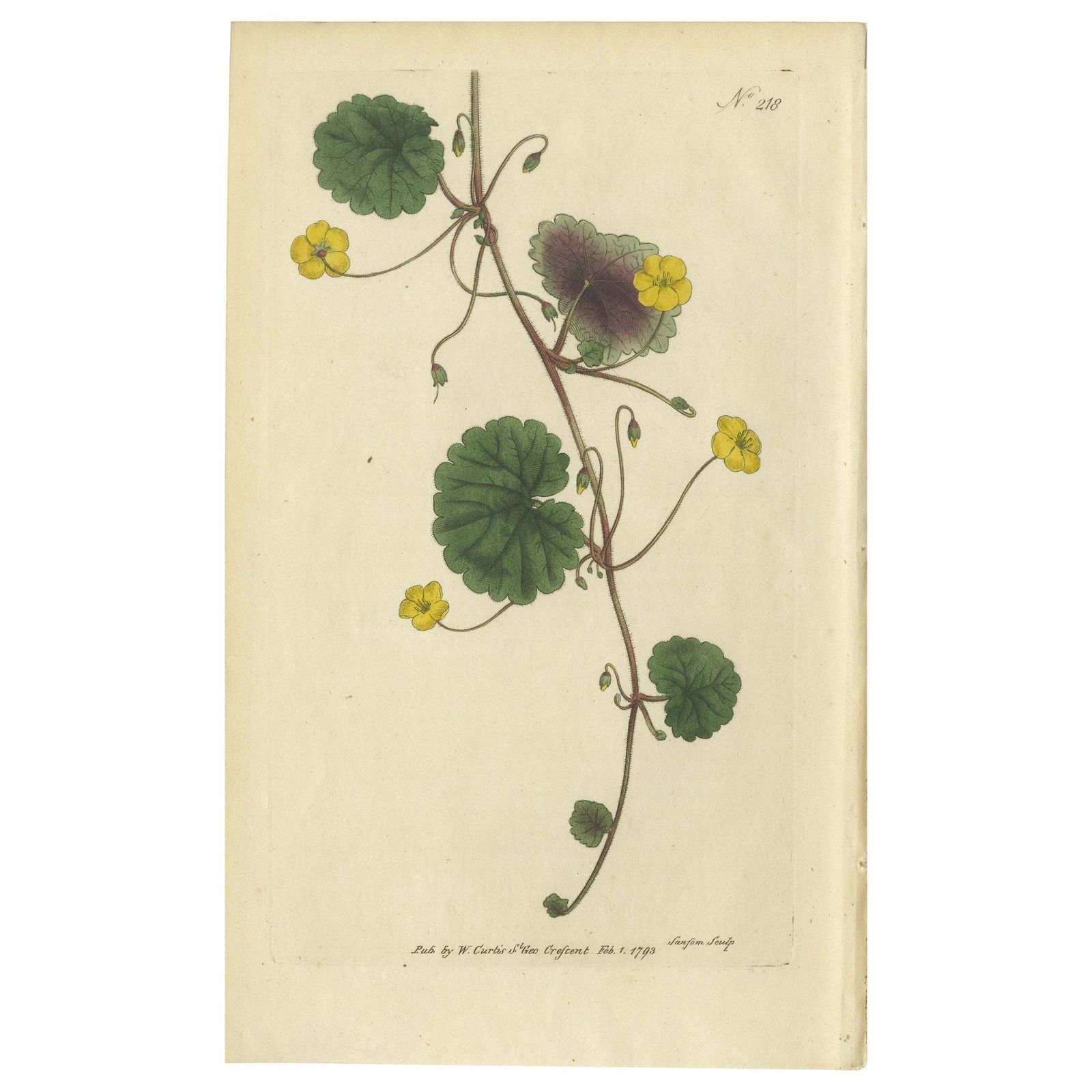 Antique Botany Print Of The Trailing Disandra