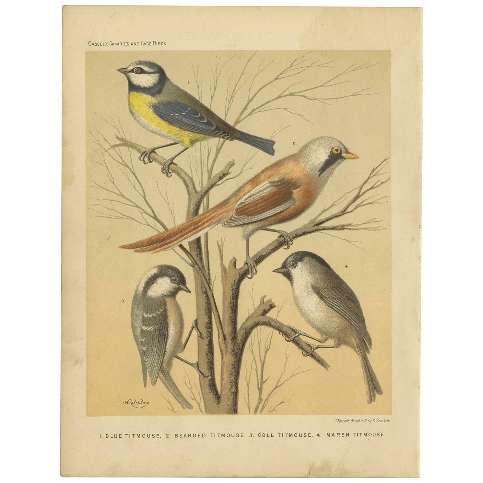 Antique Bird Print Of The Eurasian Blue Tit, Bearded Titmouse And Others