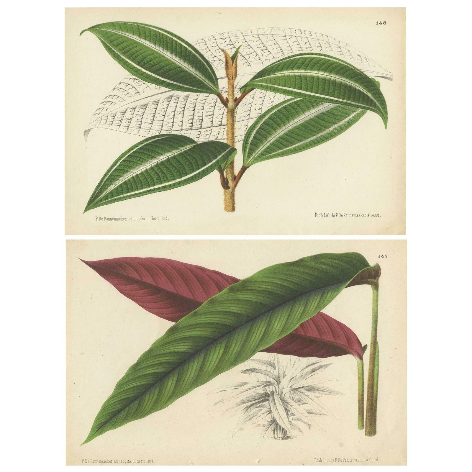 Set Of 2 Antique Botany Prints, Miconia, Calathea '1873'