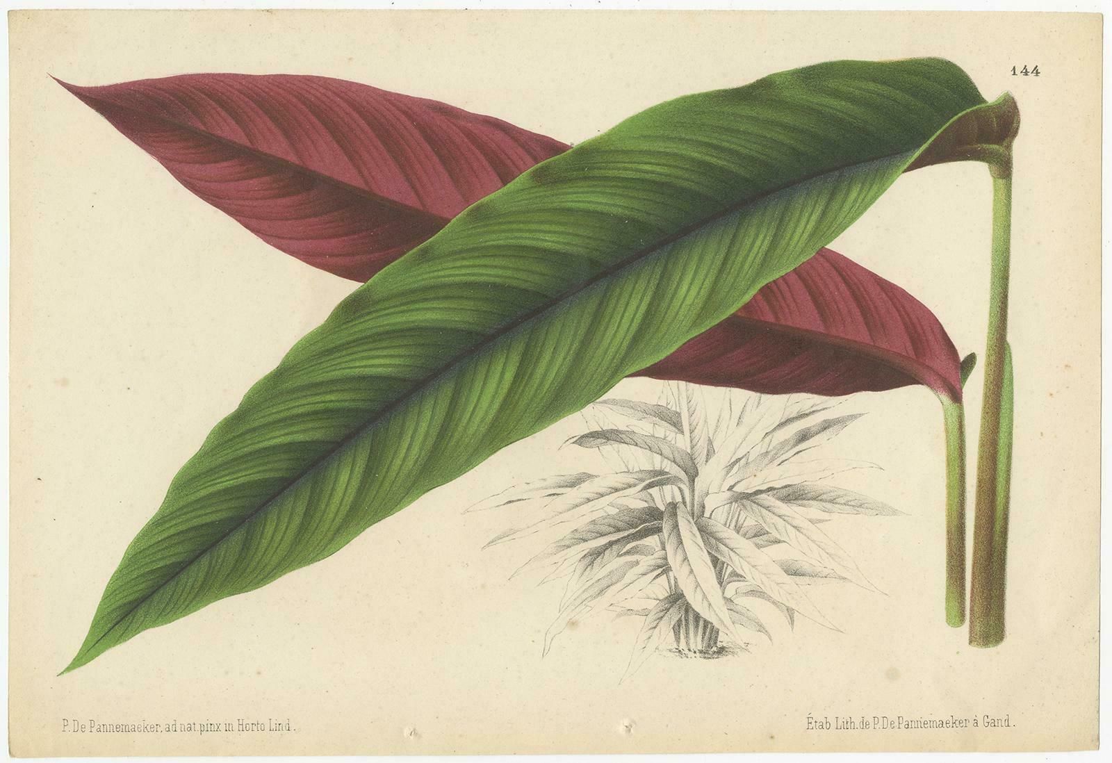 Set Of 2 Antique Botany Prints, Miconia, Calathea '1873' photo for sale