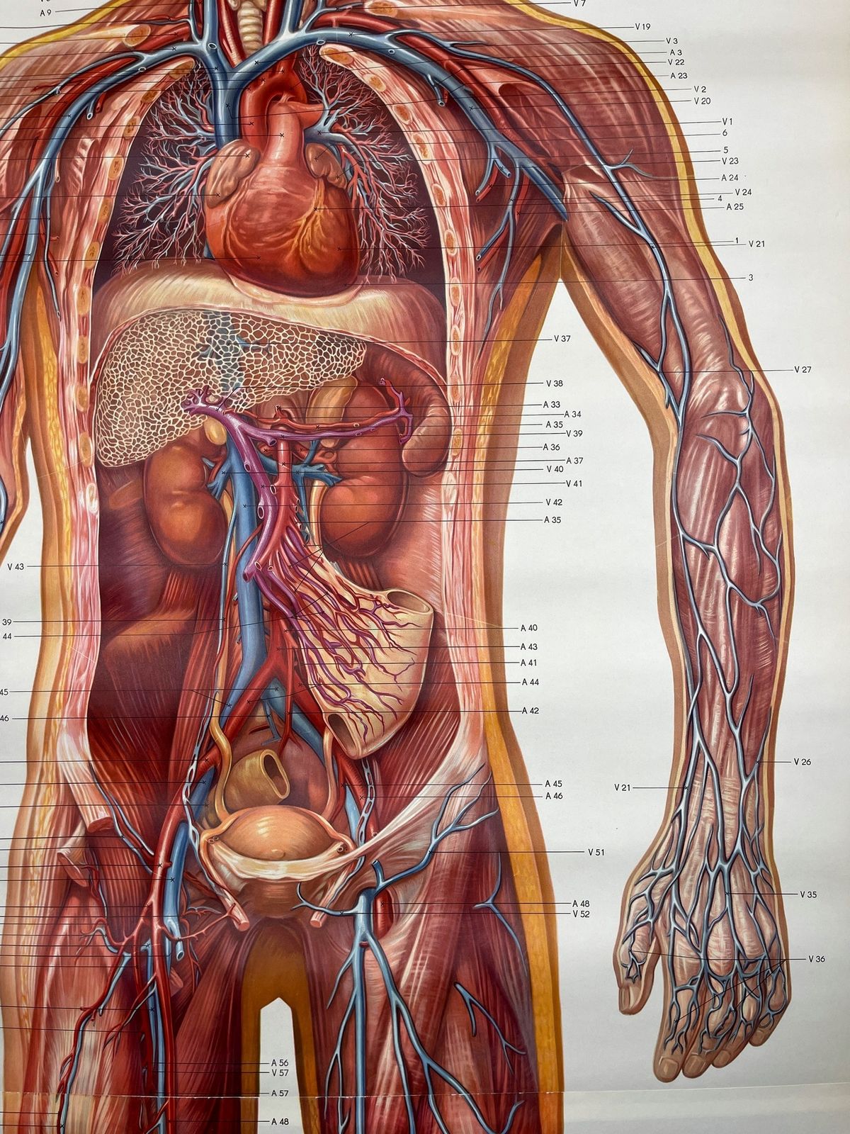 Vintage Anatomic School Poster The Blood System By Deutsches Hygiene Museum Dresden Gdr (East Germany), 1976 photo 320.0