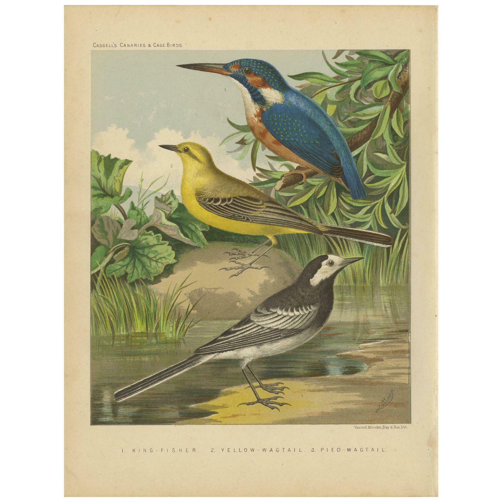 Antique Bird Print Of The Kingfisher, Yellow Wagtail, White Wagtail, Circa 1880